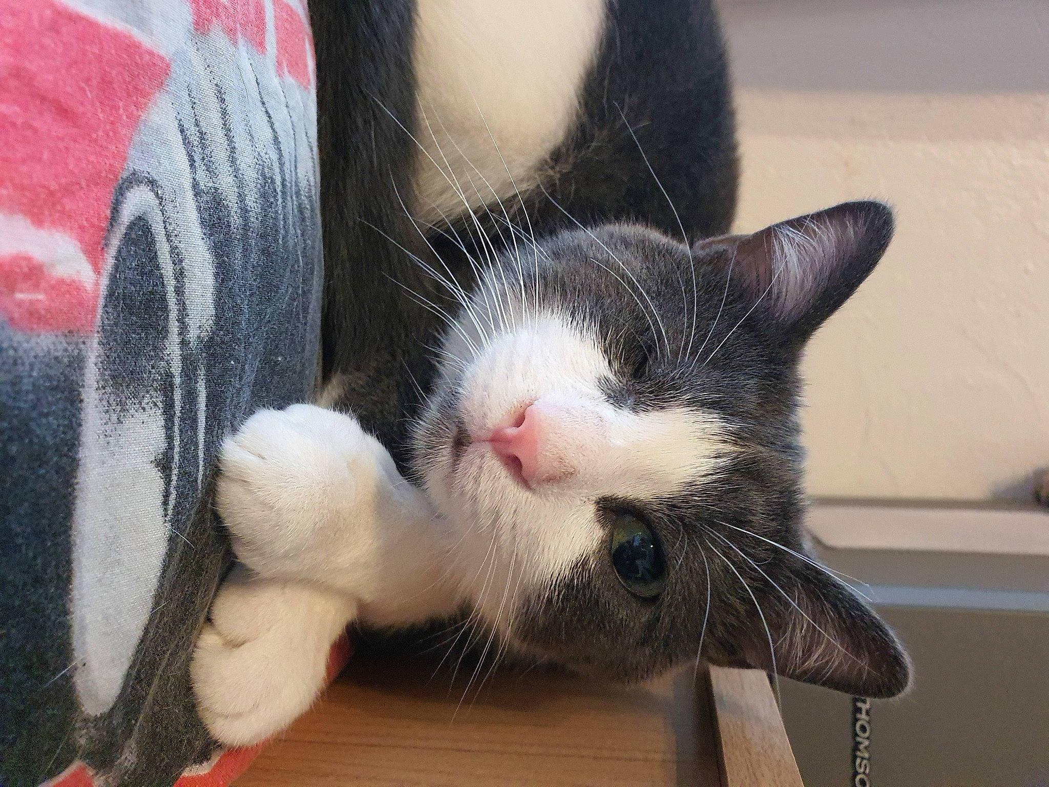 Albator participe au concours pour gagner de l'argent avec cette photo : carnivore, cat, claw, domestic_short_haired_cat, ear, european_shorthair, felidae, fur, kitten, leg, nose, polydactyl_cat, skin, small_to_medium_sized_cats, snout, tail, whiskers