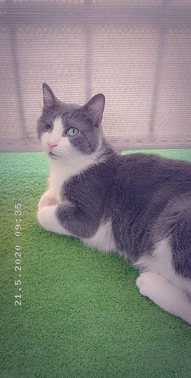 Albator participe au concours pour gagner de l'argent avec cette photo : aegean_cat, american_wirehair, carnivore, cat, domestic_short_haired_cat, european_shorthair, felidae, kitten, mammal, polydactyl_cat, small_to_medium_sized_cats, tail, vertebrate, whiskers