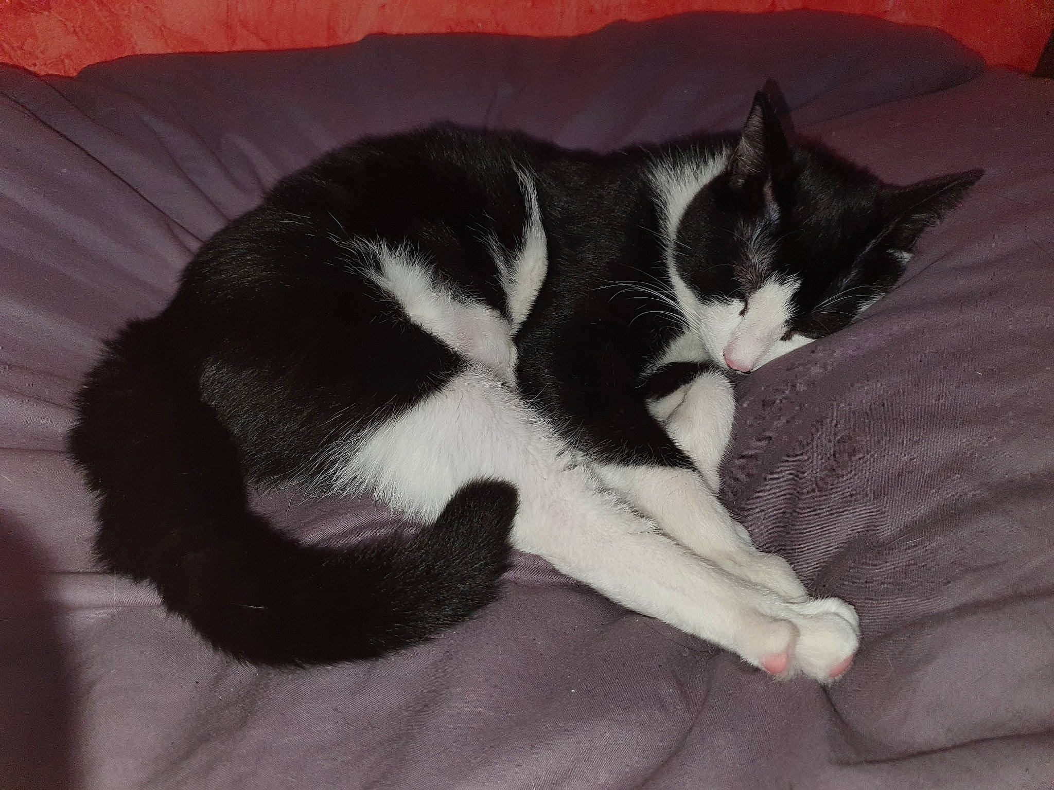 Plum a rejoint le concours — aidez-le/la à gagner de superbes lots ! american_wirehair, black, black_and_white, black_cat, carnivore, cat, domestic_short_haired_cat, felidae, fur, kitten, nap, paw, polydactyl_cat, sleep, small_to_medium_sized_cats, tail, whiskers