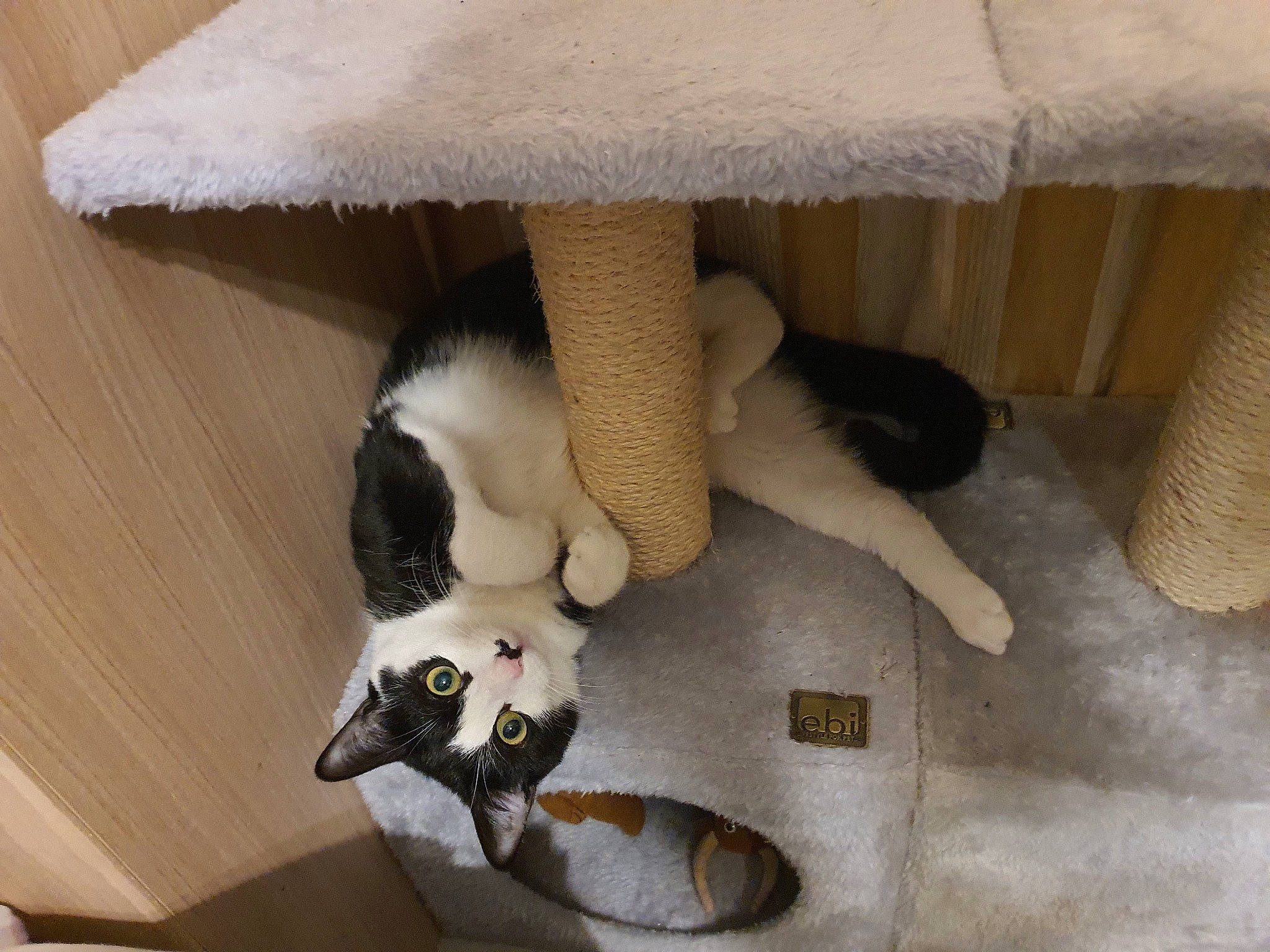 Plum a rejoint le concours — aidez-le/la à gagner de superbes lots ! carnivore, cat, felidae, paw, small_to_medium_sized_cats, tail