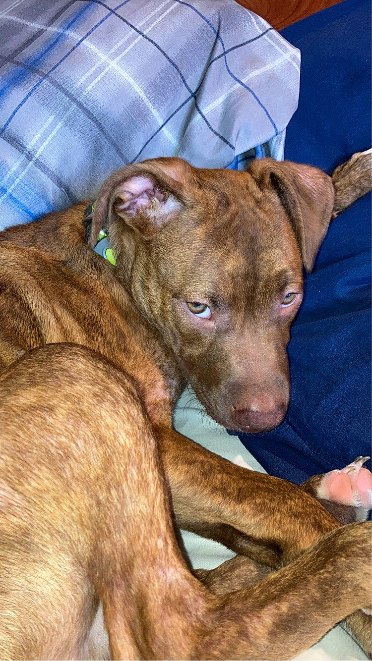 Loki is registered to the contest to win money with this photo: canidae, carnivore, collar, companion_dog, dog, dog_breed, fawn, liver, non_sporting_group, sighthound, snout, sporting_group, terrestrial_animal, whiskers, working_animal