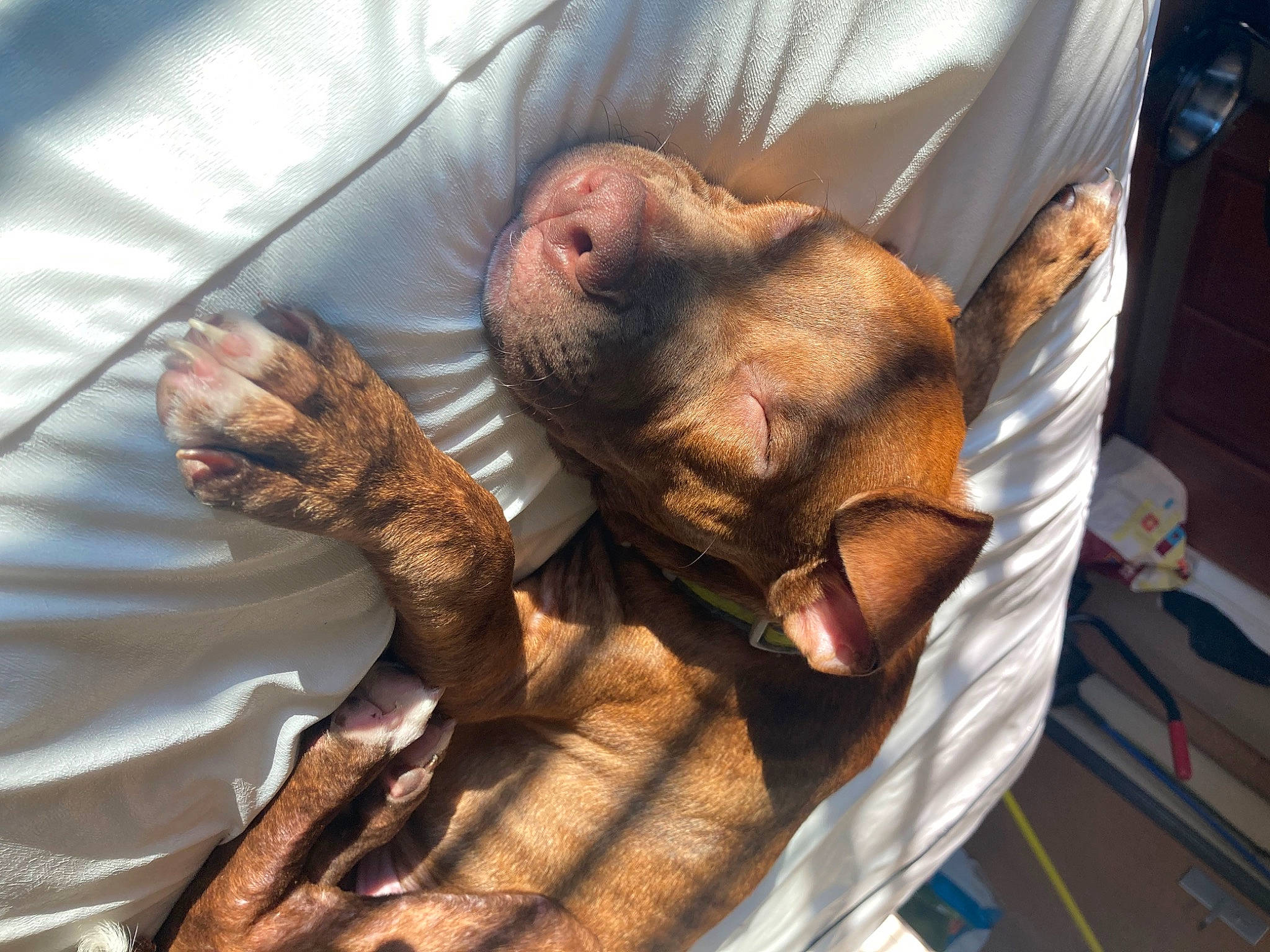 Loki is registered to the contest to win money with this photo: canidae, carnivore, claw, comfort, companion_dog, dog, dog_breed, fawn, felidae, flesh, foot, fur, gesture, liver, nap, sleep, snout, sporting_group, whiskers, wrinkle