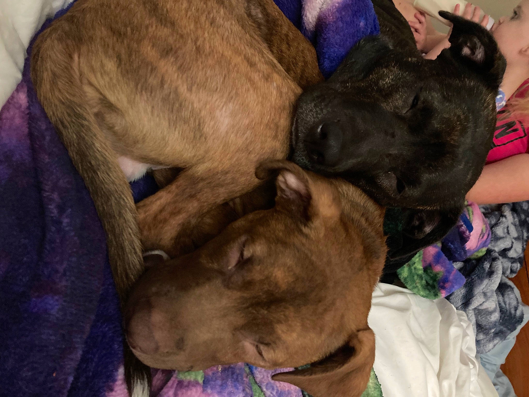 Loki is registered to the contest to win money with this photo: canidae, carnivore, comfort, companion_dog, dog, dog_breed, ear, fawn, fur, liver, non_sporting_group, snout, sporting_group, working_animal, wrinkle