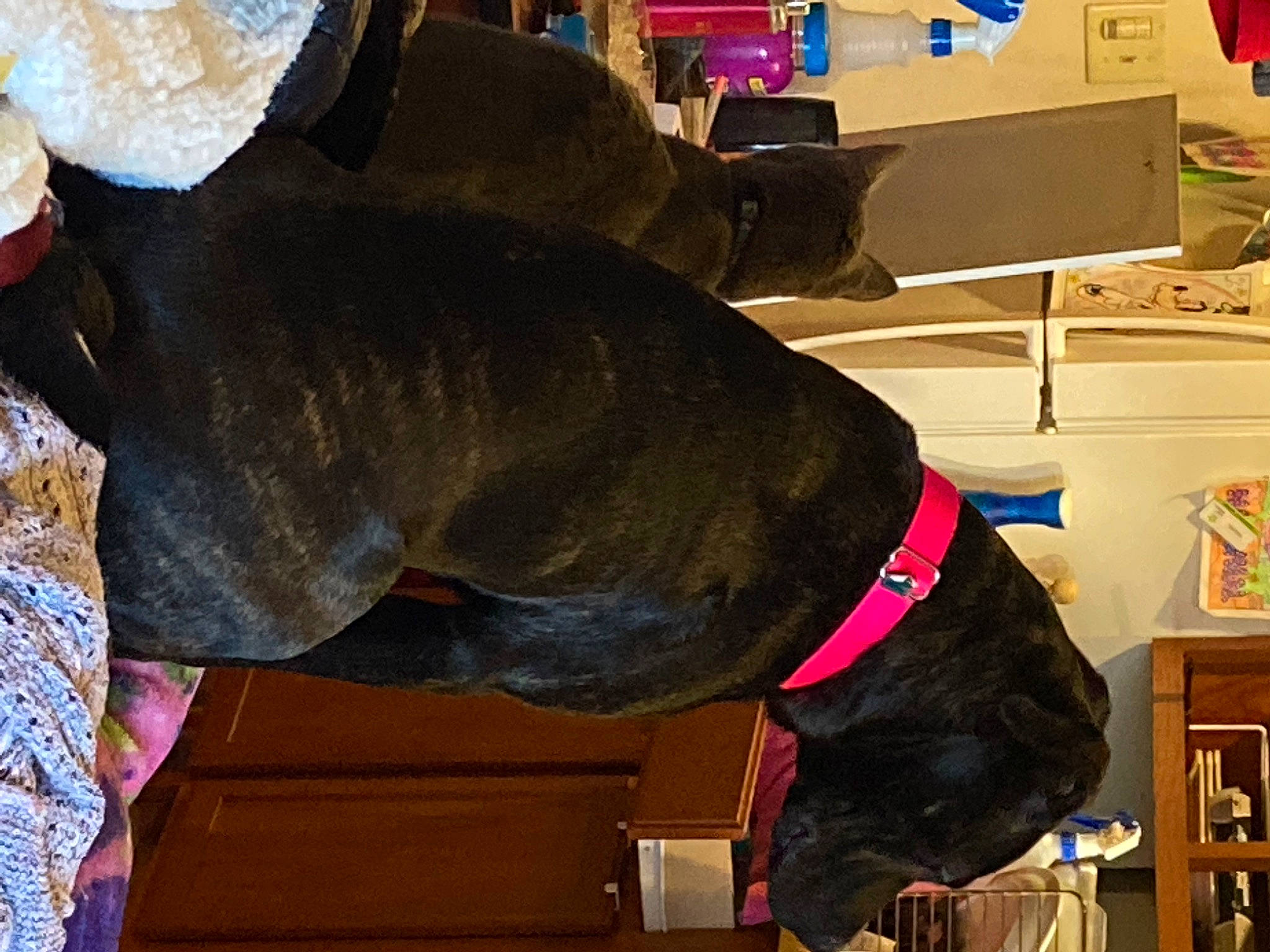 Sativa joined the competition — help win amazing prizes! canidae, carnivore, collar, companion_dog, dobermann, dog, dog_breed, dog_collar, fashion_accessory, fawn, fur, guard_dog, hat, leash, liver, pet_supply, snout, sporting_group, tail, working_animal