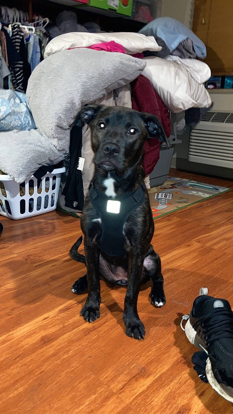 Sativa is registered to the contest to win money with this photo: camera, carnivore, collar, companion_dog, dog, dog_breed, dog_collar, dog_supply, fawn, floor, flooring, fur, hardwood, laminate_flooring, liver, pet_supply, snout, wood, wood_flooring, working_animal