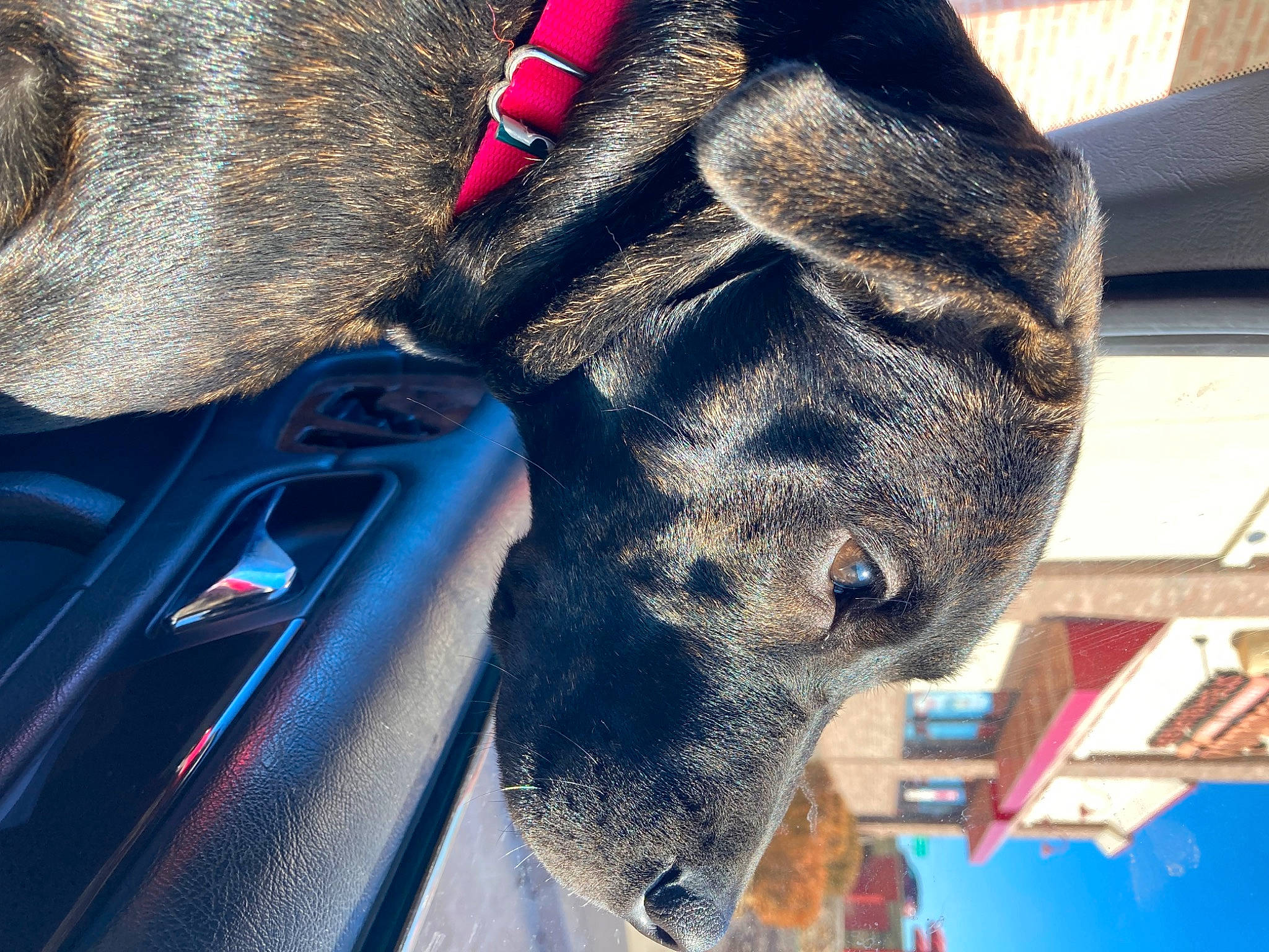 Sativa is registered to the contest to win money with this photo: canidae, carnivore, collar, companion_dog, dog, dog_breed, electric_blue, fawn, fur, guard_dog, liver, natural_material, non_sporting_group, pet_supply, snout, sporting_group, terrestrial_animal, whiskers, working_animal