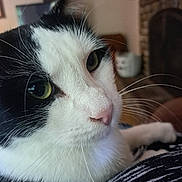 Nashville joined the competition — help win amazing prizes! animal, black_and_white, cat, close_up, companion, cozy, cute, domestic, face, feline, fur, green_eyes, indoor, mammal, pet, portrait, relaxed, resting, soft, whiskers