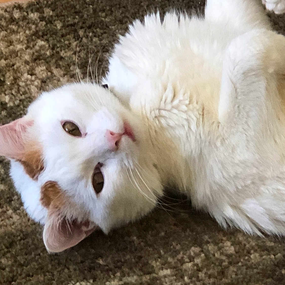 Angel