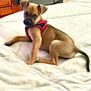 Scooby Doo is registered to the contest to win money with this photo: puppy, dog, red_harness, blanket, bed, indoor, toy, blue_toy, pet, cute, young_dog, fur, animal, looking, lying_down, playful, cozy, wooden_furniture, white, resting