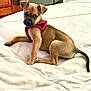 puppy, dog, red_harness, blanket, bed, indoor, toy, blue_toy, pet, cute, young_dog, fur, animal, looking, lying_down, playful, cozy, wooden_furniture, white, resting