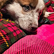 Nova is registered to the contest to win money with this photo: puppy, dog, close_up, resting, blanket, colorful, pattern, indoor, cozy, fur, cute, pet, young_dog, sleepy, soft, texture, animal, face, nostril, whiskers