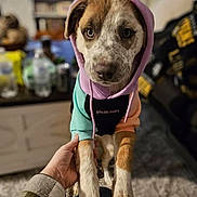 Nova is registered to the contest to win money with this photo: animal, blurred_background, brown_and_white, casual, clothing, cozy, cute, dog, furniture, hand, hoodie, indoor, knee, living_room, person, pet, puppy, sitting, television, young_dog