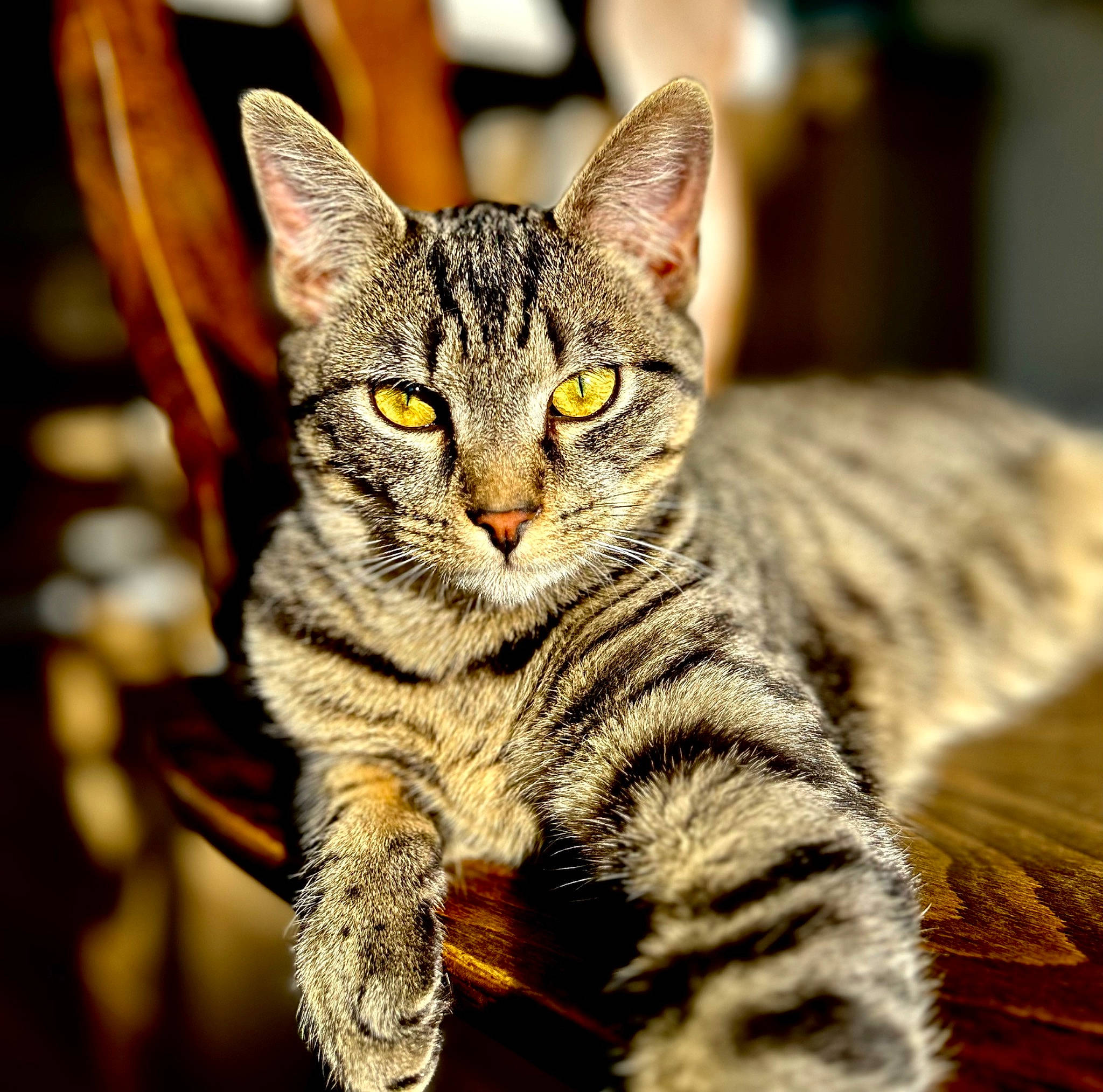 Looping a rejoint le concours — aidez-le/la à gagner de superbes lots ! carnivore, cat, claw, close_up, domestic_short_haired_cat, felidae, fur, paw, sitting, small_to_medium_sized_cats, snout, terrestrial_animal, whiskers, wildlife