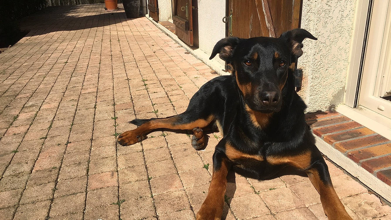 Noups a rejoint le concours — aidez-le/la à gagner de superbes lots ! beauceron, black_and_tan_terrier, canidae, carlin_pinscher, carnivore, companion_dog, dog, dog_breed, fawn, german_pinscher, guard_dog, huntaway, hunting_dog, mammal, manchester_terrier, pinscher, rare_breed_dog, toy_manchester_terrier, vertebrate, working_dog
