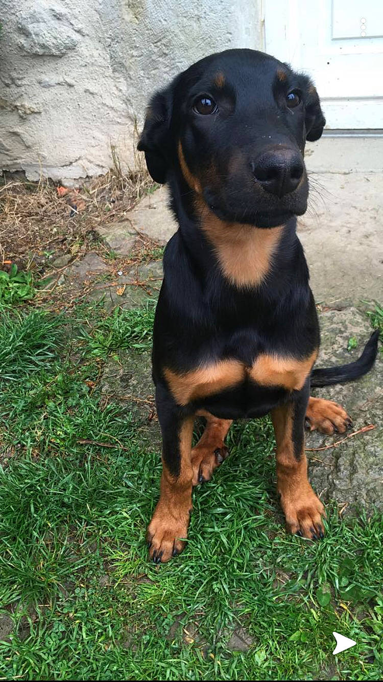 Noups participe au concours pour gagner de l'argent avec cette photo : austrian_black_and_tan_hound, beauceron, black_and_tan_terrier, canidae, carlin_pinscher, carnivore, dog, dog_breed, huntaway, hunting_dog, jagdterrier, lithuanian_hound, mammal, montenegrin_mountain_hound, pinscher, polish_hunting_dog, rare_breed_dog, smaland_hound, transylvanian_hound, vertebrate