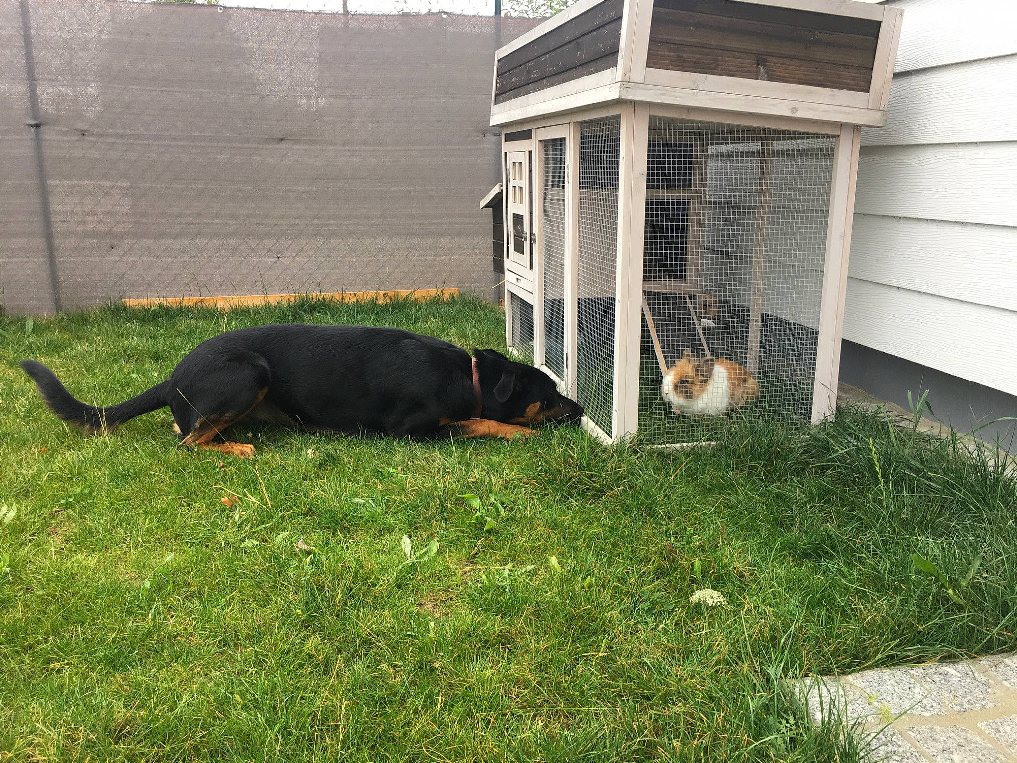 Noups participe au concours pour gagner de l'argent avec cette photo : backyard, canidae, carnivore, dog, dog_breed, grass, greater_swiss_mountain_dog, guard_dog, home, house, kennel, lawn, shed, transylvanian_hound, yard
