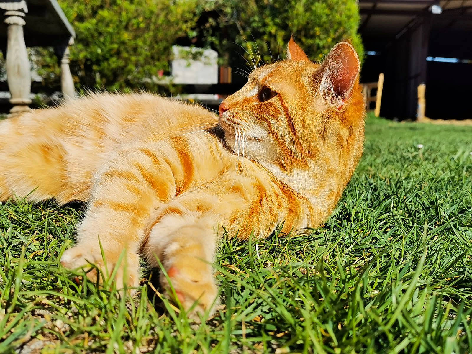 Punch a rejoint le concours — aidez-le/la à gagner de superbes lots ! carnivore, cat, cymric, domestic_long_haired_cat, domestic_short_haired_cat, european_shorthair, fawn, felidae, fur, grass, kurilian_bobtail, lawn, mammal, plant, small_to_medium_sized_cats, tabby_cat, tail, whiskers