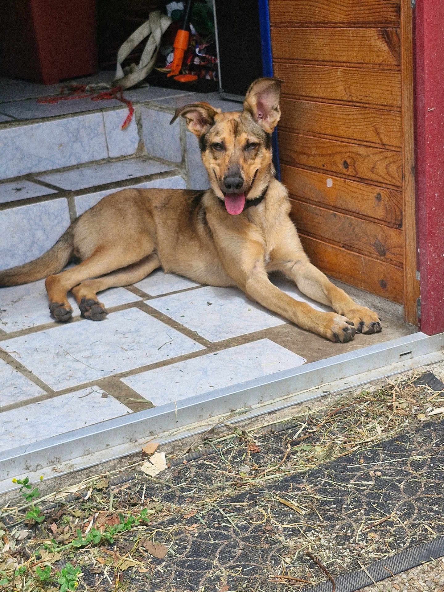Viana a rejoint le concours — aidez-le/la à gagner de superbes lots ! dog, canine, pet, animal, tongue_out, ears_up, lying_down, resting, door, wooden_door, tiles, outdoor, garden, plants, dirt, step, smiling, happy, domestic, relaxed