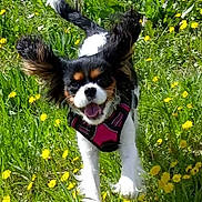 Rubis a rejoint le concours — aidez-le/la à gagner de superbes lots ! dog, running, grass, flowers, outdoor, pet, happy, playful, canine, nature, spring, joyful, active, leaping, field, ears, fur, harness, daylight, greenery