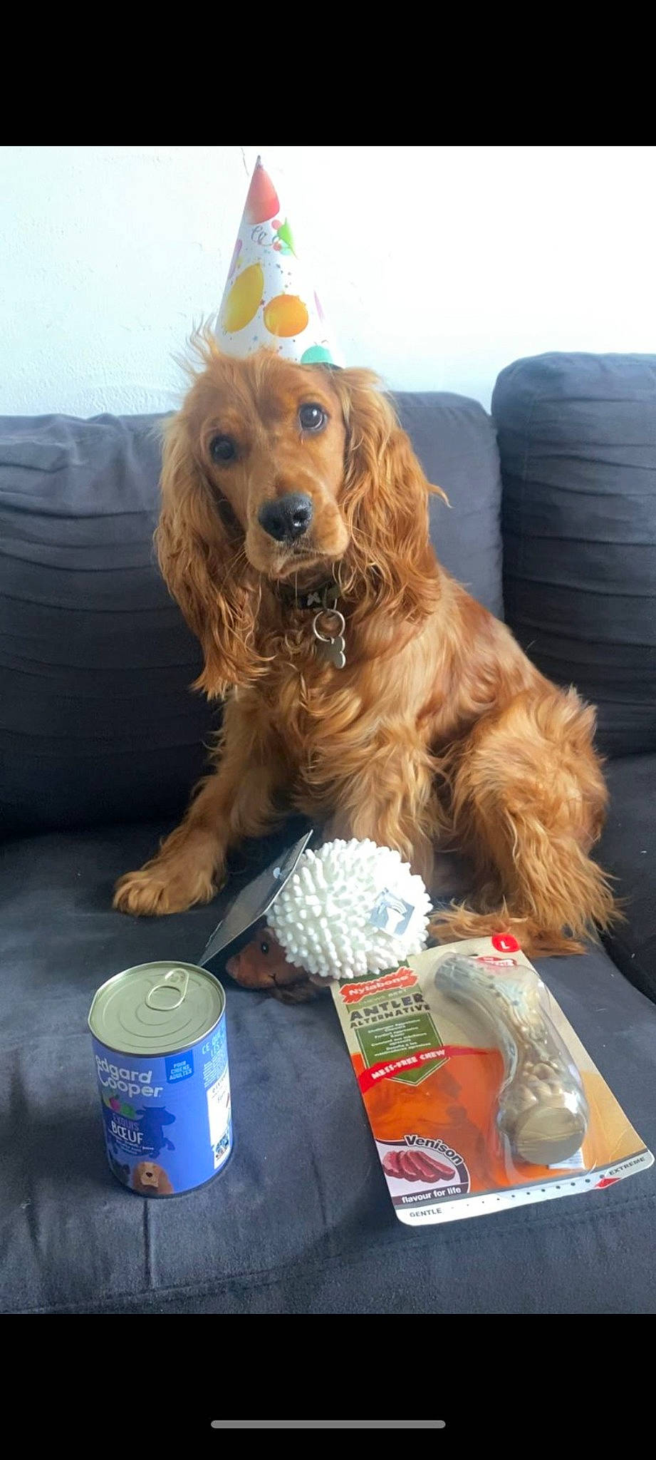 Tomy a rejoint le concours — aidez-le/la à gagner de superbes lots ! aluminum_can, beverage_can, canidae, carnivore, companion_dog, couch, dog, dog_breed, dog_collar, dog_supply, fur, gun_dog, liver, pet_supply, sleeper_chair, spaniel, sporting_group, tin_can, working_animal