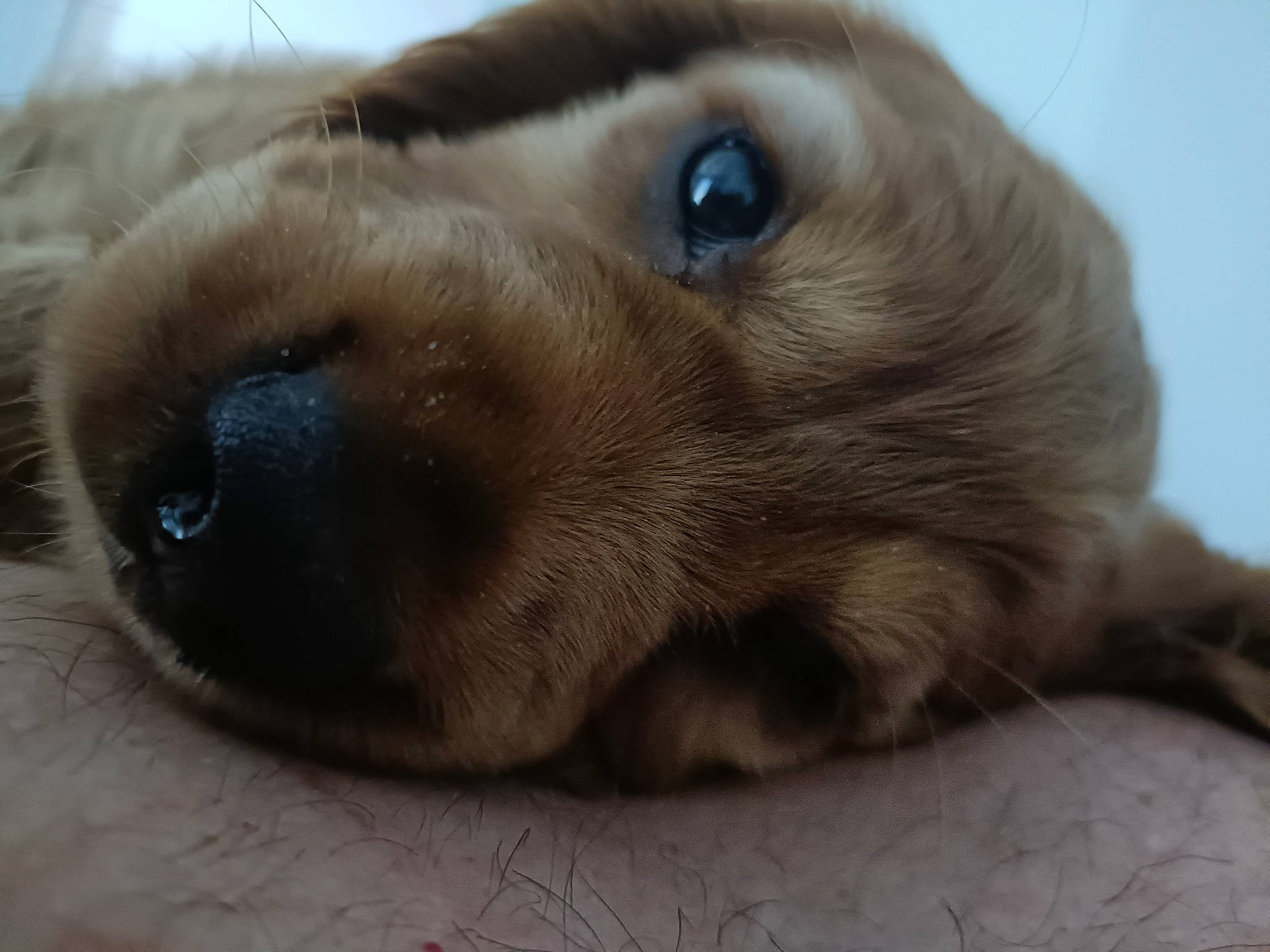 Tomy participe au concours pour gagner de l'argent avec cette photo : canidae, carnivore, companion_dog, dog, dog_breed, ear, fawn, fur, golden_retriever, liver, retriever, snout, sporting_group, terrestrial_animal, whiskers, working_animal