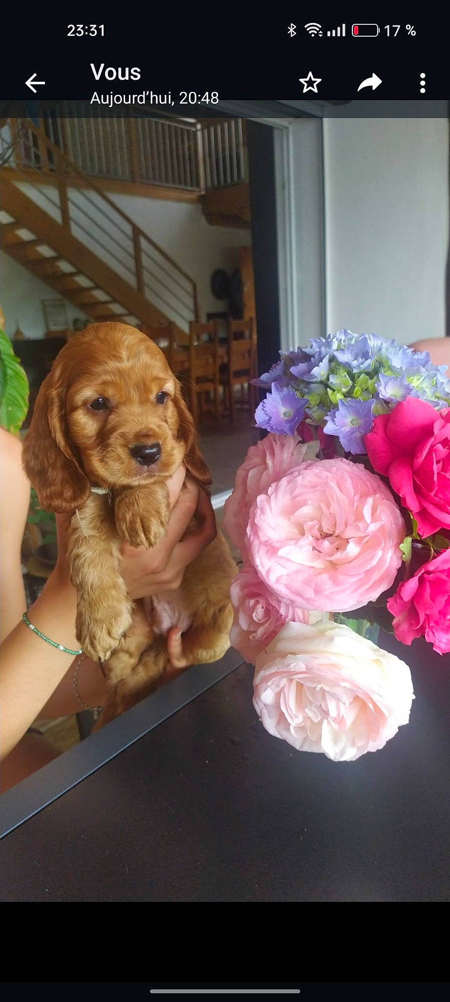 Tomy a rejoint le concours — aidez-le/la à gagner de superbes lots ! artificial_flower, bouquet, carnivore, companion_dog, dog, dog_breed, fawn, flower, flower_arranging, garden_roses, hybrid_tea_rose, liver, petal, rosa_centifolia, rose, rose_family, rose_order, spaniel, toy_dog, working_animal