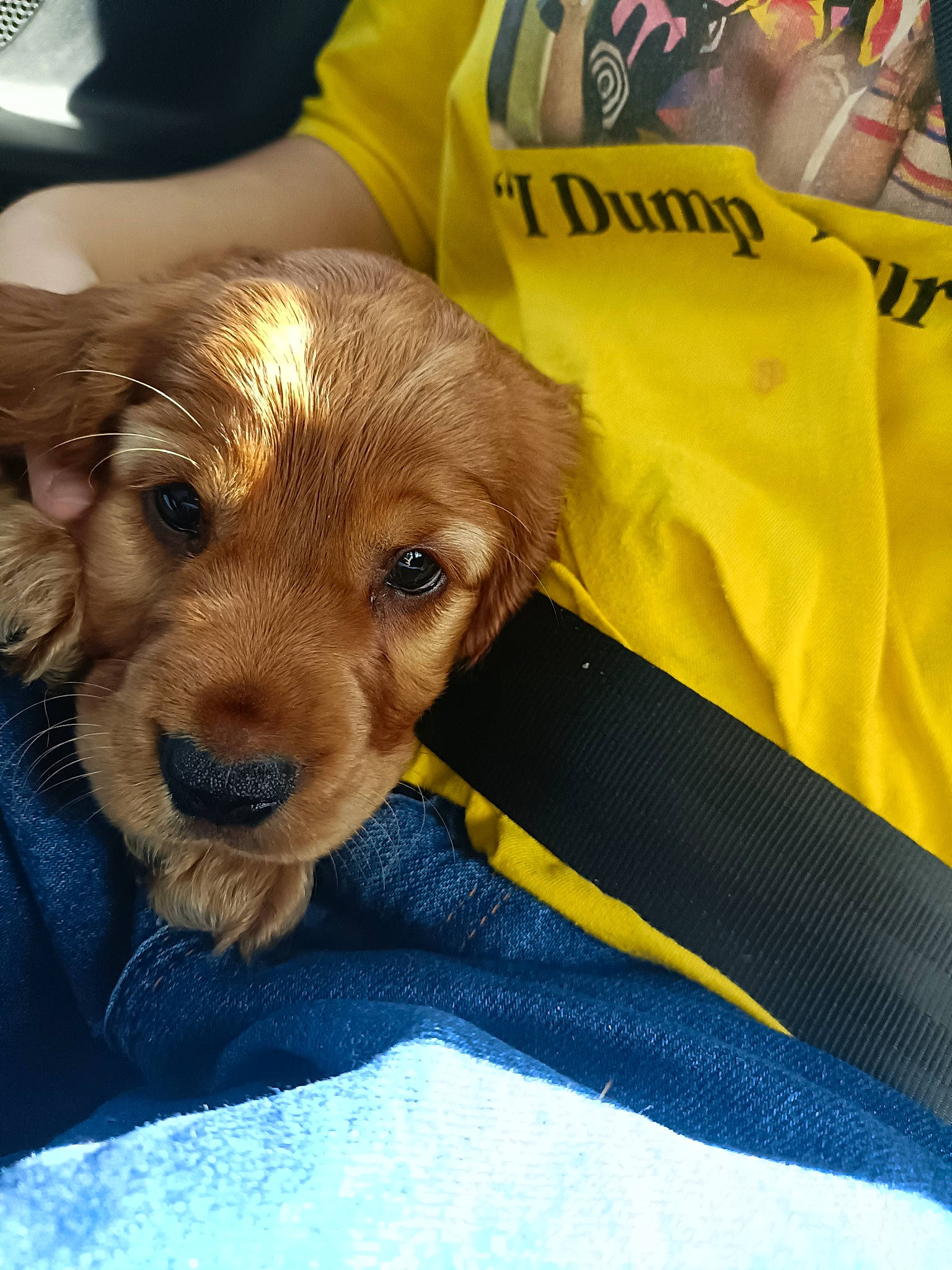 Tomy a rejoint le concours — aidez-le/la à gagner de superbes lots ! canidae, carnivore, comfort, companion_dog, dog, dog_breed, electric_blue, fawn, fur, liver, puppy, selfie, snout, sporting_group, toy_dog, whiskers, working_animal, wrinkle