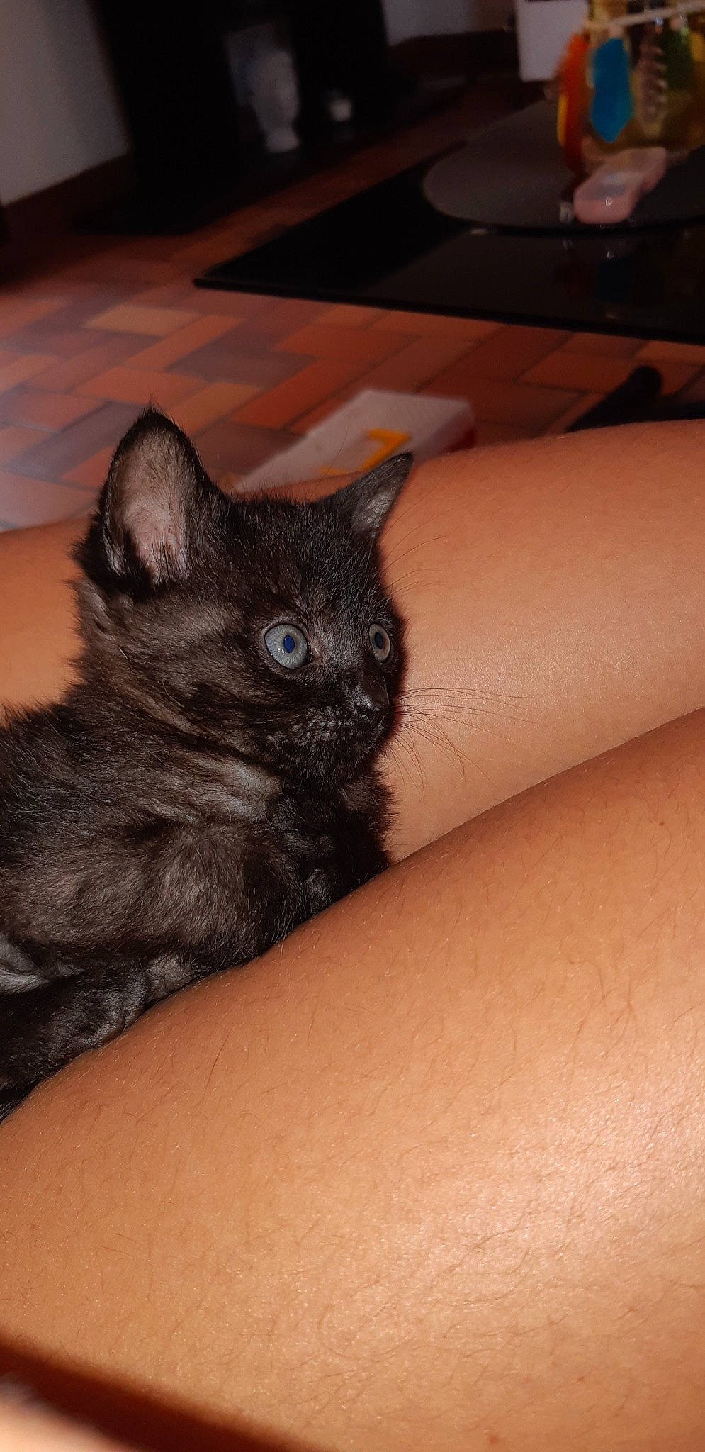 Bonnie participe au concours pour gagner de l'argent avec cette photo : black_cat, carnivore, cat, close_up, comfort, domestic_short_haired_cat, elbow, fawn, felidae, foot, fur, grey, human_leg, nail, paw, small_to_medium_sized_cats, tail, thigh, whiskers, wrist