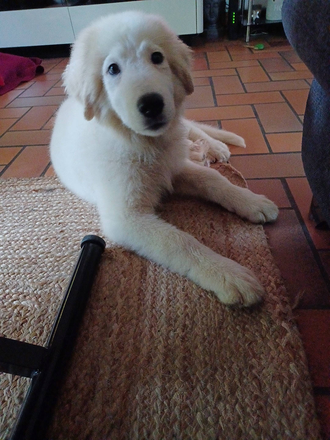 Jack a rejoint le concours — aidez-le/la à gagner de superbes lots ! canidae, carnivore, companion_dog, dog, dog_breed, fawn, floor, flooring, fur, hardwood, livestock_guardian_dog, non_sporting_group, paw, snout, sporting_group, tail, terrestrial_animal, wood, working_animal, working_dog