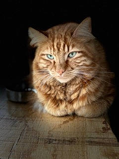 Manu a rejoint le concours — aidez-le/la à gagner de superbes lots ! carnivore, cat, comfort, darkness, domestic_short_haired_cat, fawn, felidae, flooring, fur, hardwood, maine_coon, paw, sitting, small_to_medium_sized_cats, snout, tail, terrestrial_animal, tile_flooring, whiskers, wood