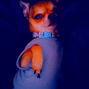 Fatgirl joined the competition — help win amazing prizes! dog, chihuahua, pet, animal, small_dog, blue_shirt, collar, lying_down, paw, fur, ears, looking_up, indoor, dark_background, cute, mammal, domestic_animal, portrait, expression, resting