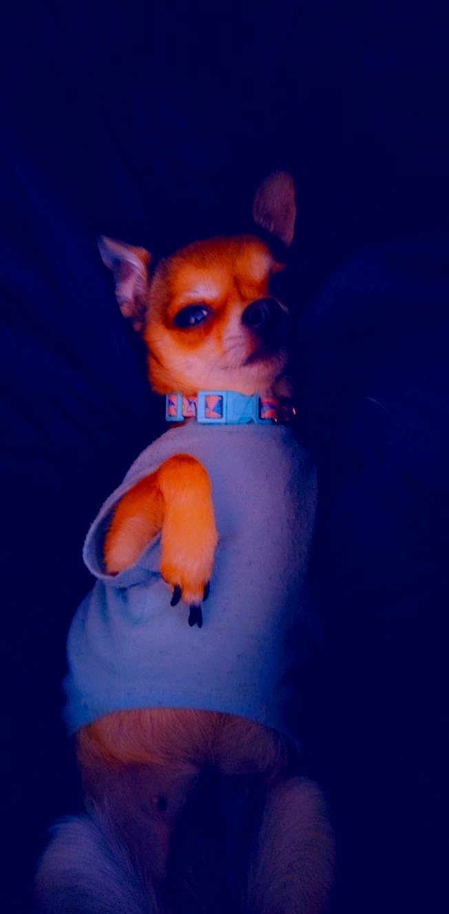 Fatgirl