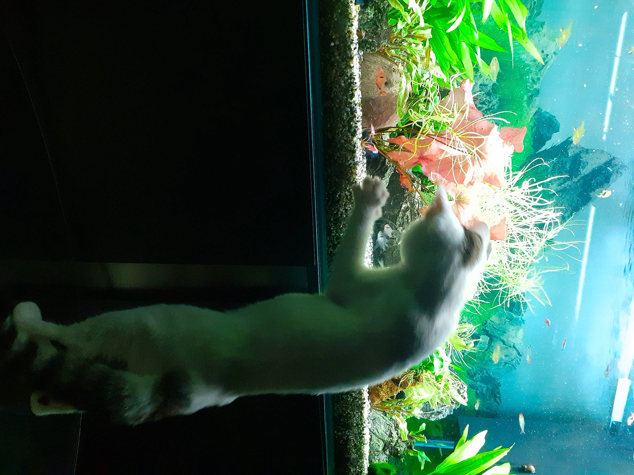 Némo a rejoint le concours — aidez-le/la à gagner de superbes lots ! animation, art, darkness, fictional_character, gesture, glass, grass, green, human_leg, illustration, organism, people_in_nature, plant, plant_stem, room, still_life_photography, tail, visual_arts, wildlife, window