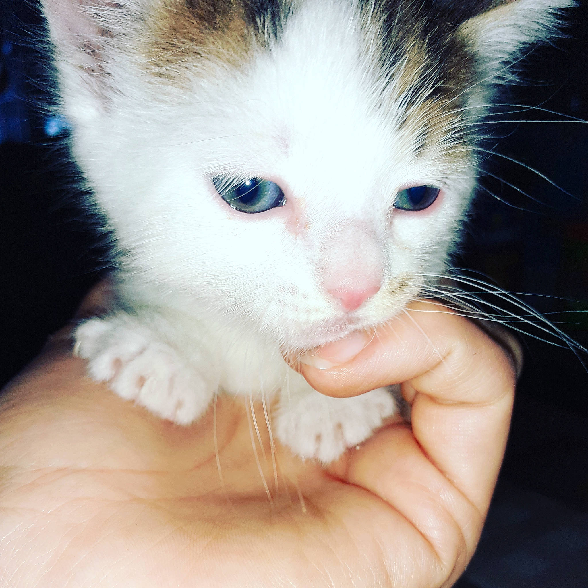 Némo a rejoint le concours — aidez-le/la à gagner de superbes lots ! carnivore, cat, domestic_short_haired_cat, ear, eye, eyebrow, eyelash, felidae, finger, fur, gesture, hair, head, human_body, iris, leg, nose, small_to_medium_sized_cats, snout, whiskers