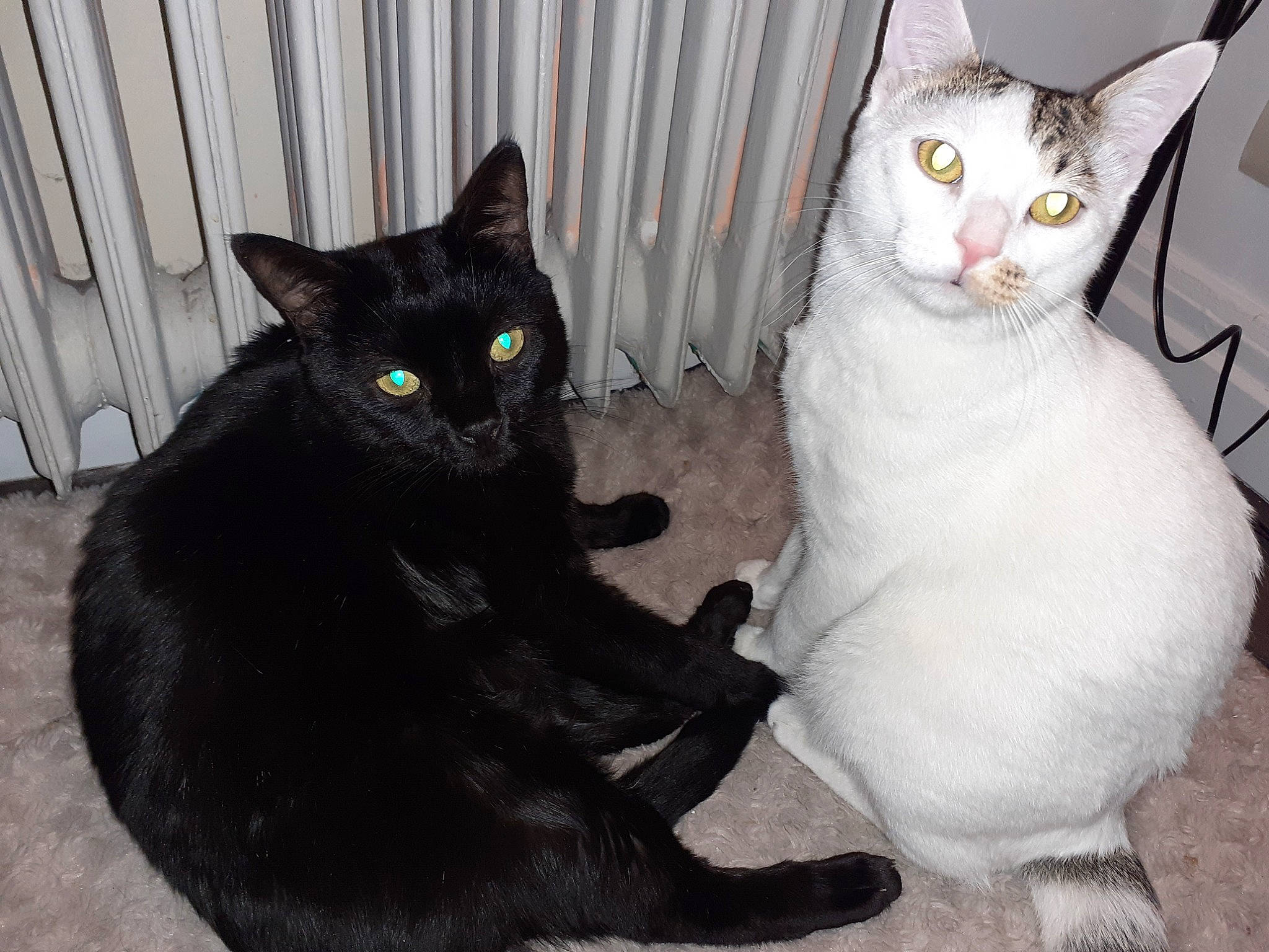 Némo a rejoint le concours — aidez-le/la à gagner de superbes lots ! black_cat, bombay, carnivore, cat, comfort, domestic_short_haired_cat, eye, felidae, fur, grey, mammal, paw, sitting, small_to_medium_sized_cats, snout, tail, terrestrial_animal, vertebrate, whiskers, white