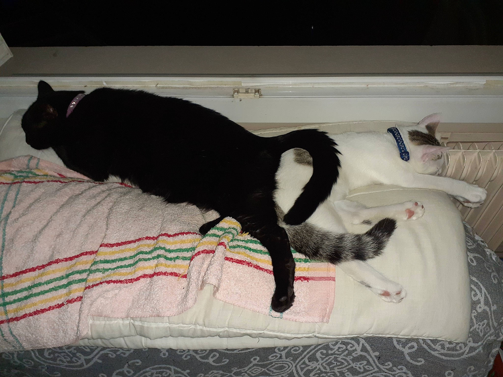 Némo a rejoint le concours — aidez-le/la à gagner de superbes lots ! black_cat, bombay, carnivore, cat, claw, comfort, dog_breed, domestic_short_haired_cat, felidae, flooring, fur, linens, pattern, paw, small_to_medium_sized_cats, snout, sporting_group, tail, terrestrial_animal, whiskers