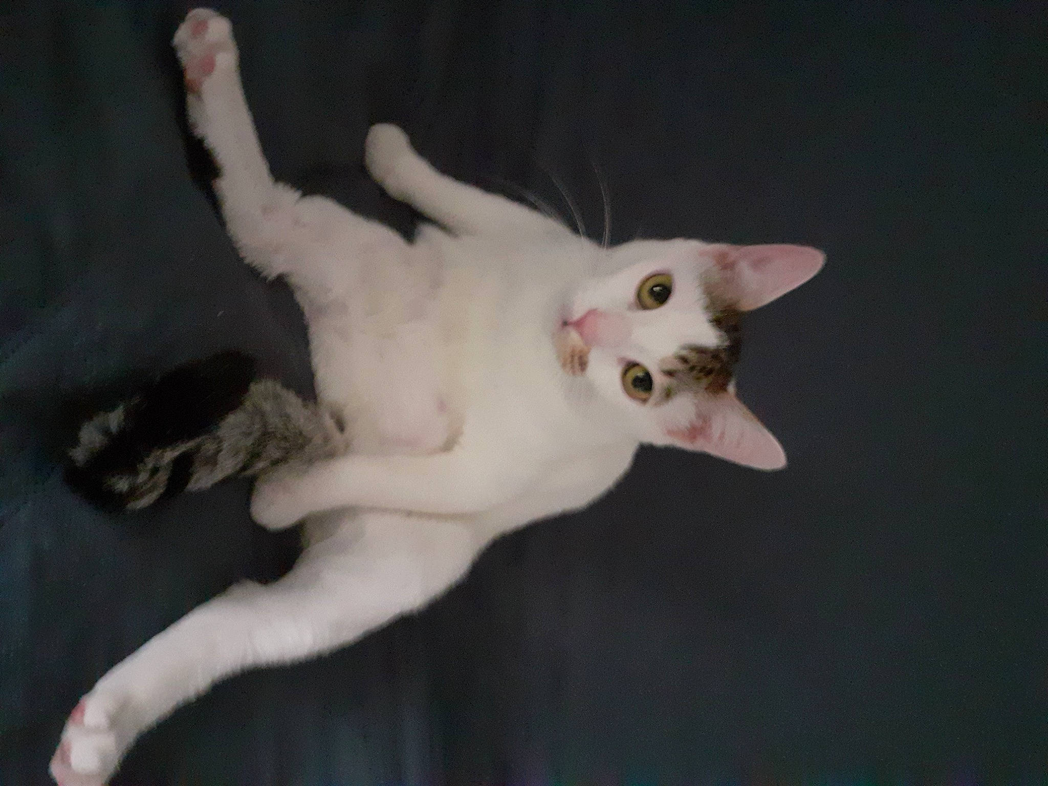 Némo a rejoint le concours — aidez-le/la à gagner de superbes lots ! balinese, carnivore, cat, devon_rex, domestic_short_haired_cat, ear, fang, fawn, felidae, fur, paw, small_to_medium_sized_cats, tail, whiskers