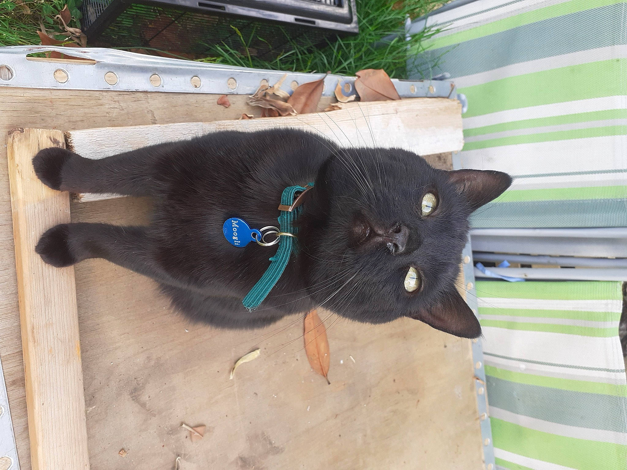 Moogli participe au concours pour gagner de l'argent avec cette photo : black_cat, bombay, carnivore, cat, dog_breed, domestic_short_haired_cat, electric_blue, fashion_accessory, felidae, fur, hardwood, pet_supply, plant, small_to_medium_sized_cats, snout, tail, terrestrial_animal, whiskers, window, wood