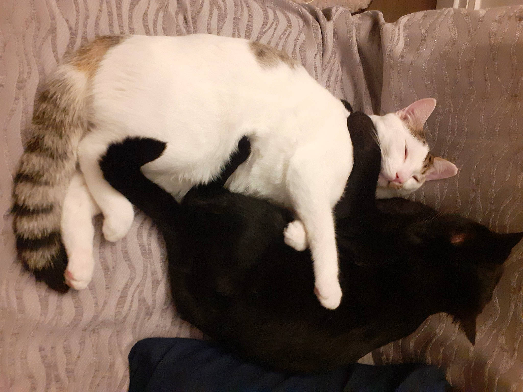 Moogli participe au concours pour gagner de l'argent avec cette photo : canidae, carnivore, cat, claw, comfort, companion_dog, dog_breed, domestic_short_haired_cat, felidae, fur, nap, paw, small_to_medium_sized_cats, snout, tail, whiskers