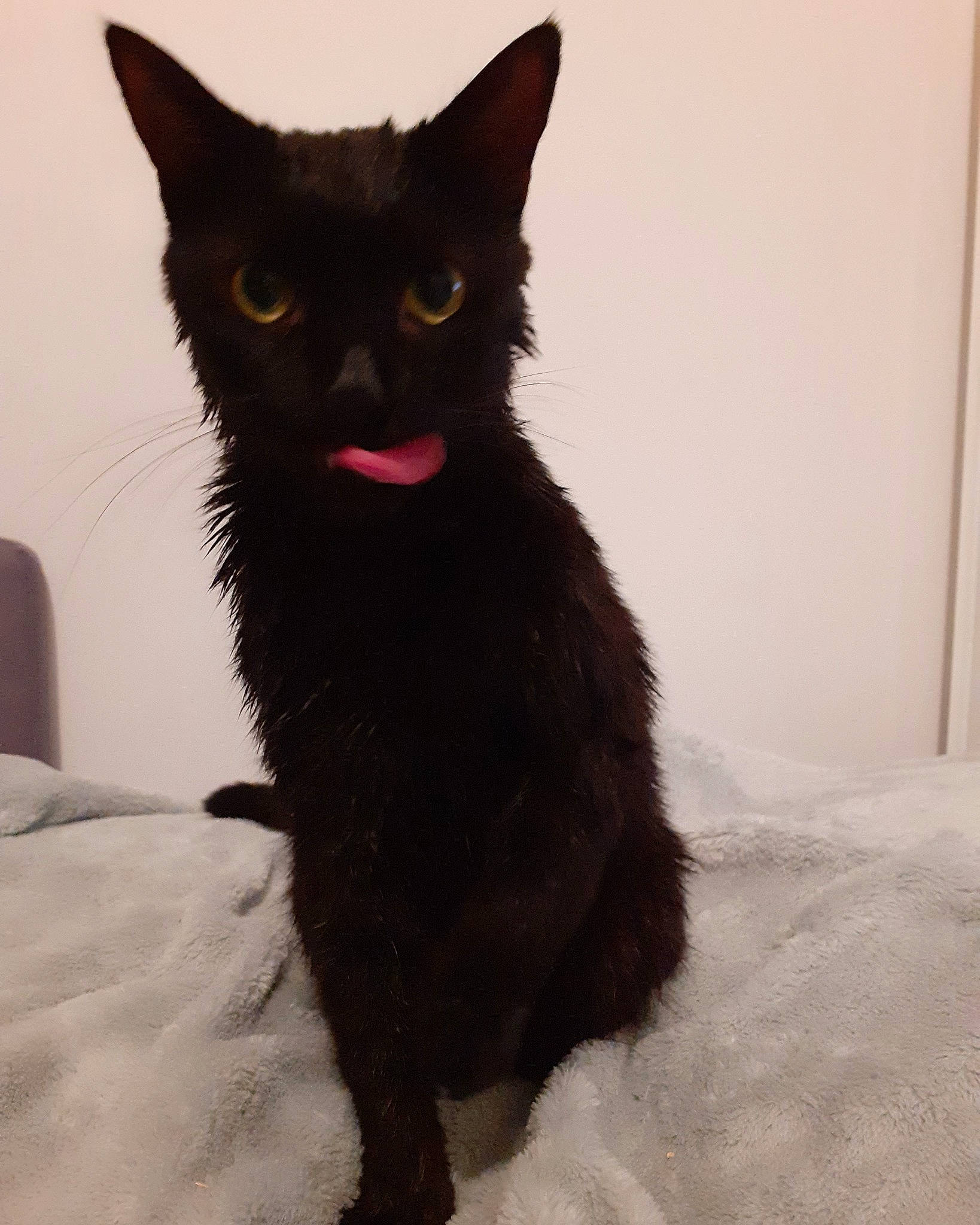 Moogli participe au concours pour gagner de l'argent avec cette photo : black_cat, bombay, carnivore, cat, claw, domestic_short_haired_cat, eye, felidae, fur, havana_brown, paw, small_to_medium_sized_cats, snout, tail, terrestrial_animal, whiskers, window