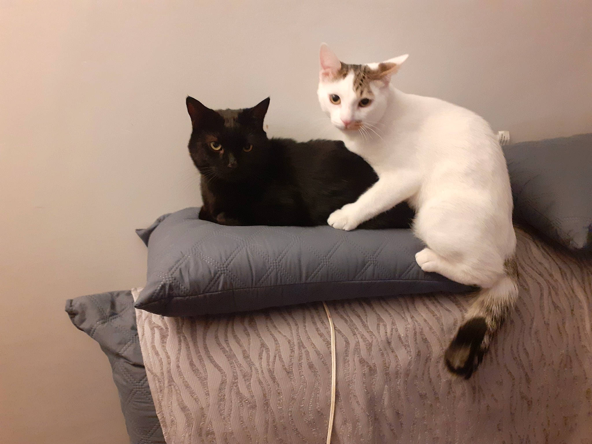 Moogli participe au concours pour gagner de l'argent avec cette photo : carnivore, cat, cat_supply, comfort, couch, domestic_short_haired_cat, felidae, flooring, fur, grey, hardwood, paw, pet_supply, sitting, small_to_medium_sized_cats, snout, tail, whiskers, window, wood