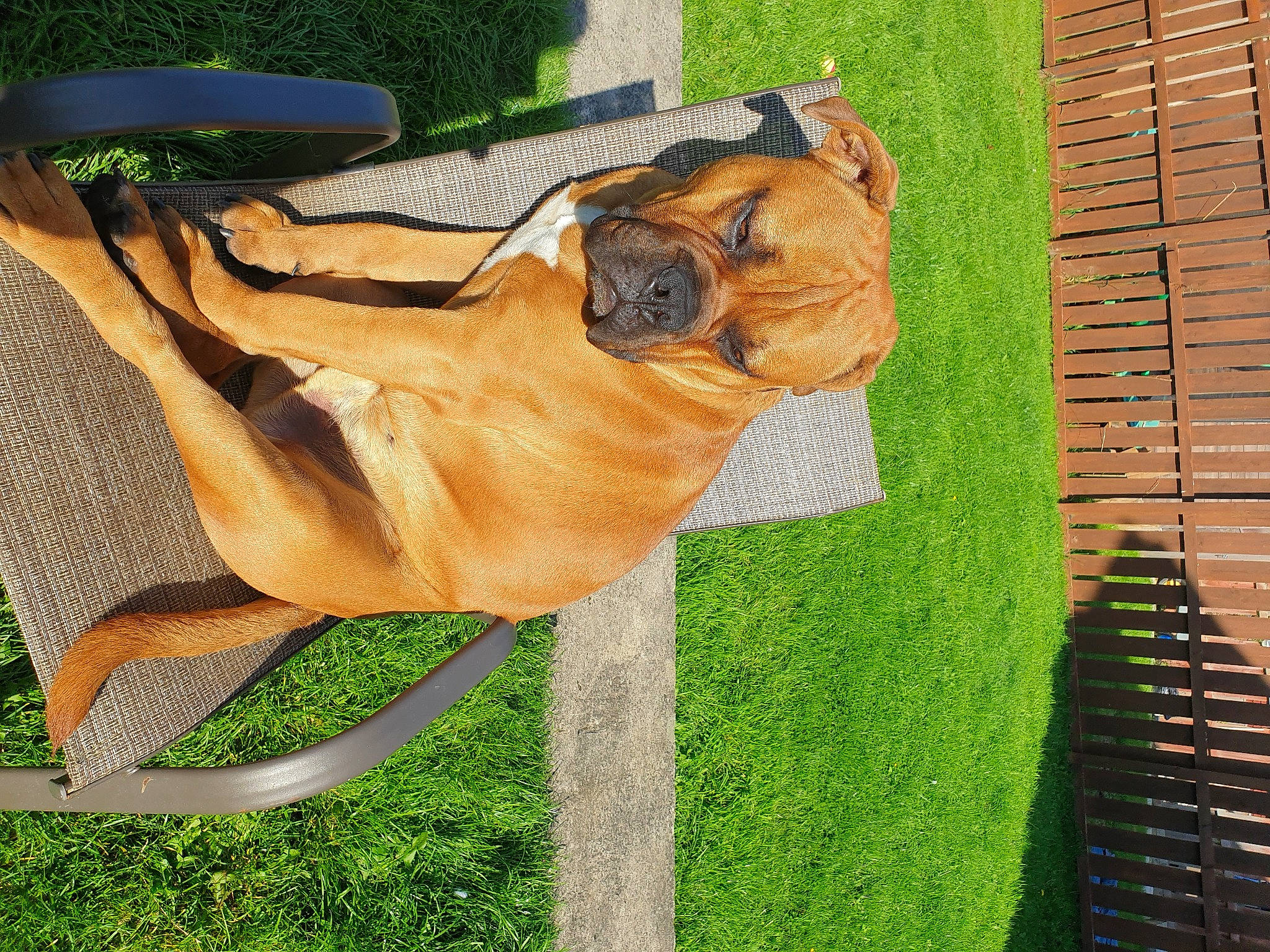 Buster is registered to the contest to win money with this photo: carnivore, chair, companion_dog, dog, dog_breed, fawn, glasses, grass, hat, lawn, liver, plant, snout, sporting_group, sunglasses, table, tail, terrestrial_animal, wood, working_animal