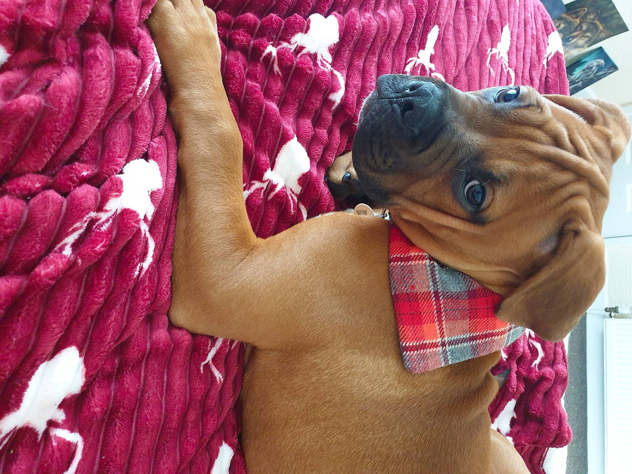 Buster is registered to the contest to win money with this photo: art, companion_dog, dog, eyewear, fawn, finger, gesture, hand, magenta, nail, organism, pattern, pink, sunglasses, terrestrial_animal, textile, thumb, toy, working_animal, wrist