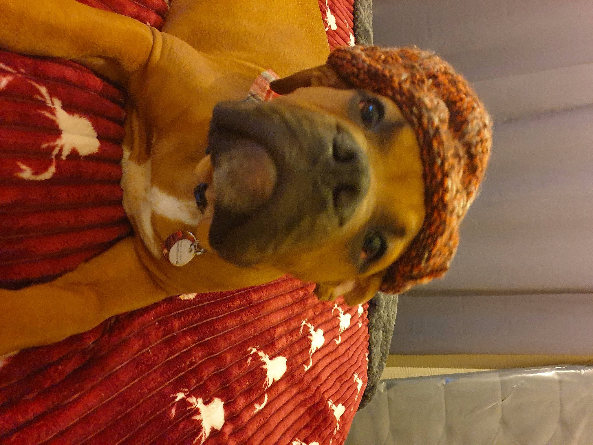 Buster joined the competition — help win amazing prizes! canidae, carnivore, companion_dog, couch, dog, dog_breed, ear, fawn, fun, fur, hardwood, human_leg, liver, snout, sporting_group, whiskers, wood, wood_stain, working_animal, wrinkle