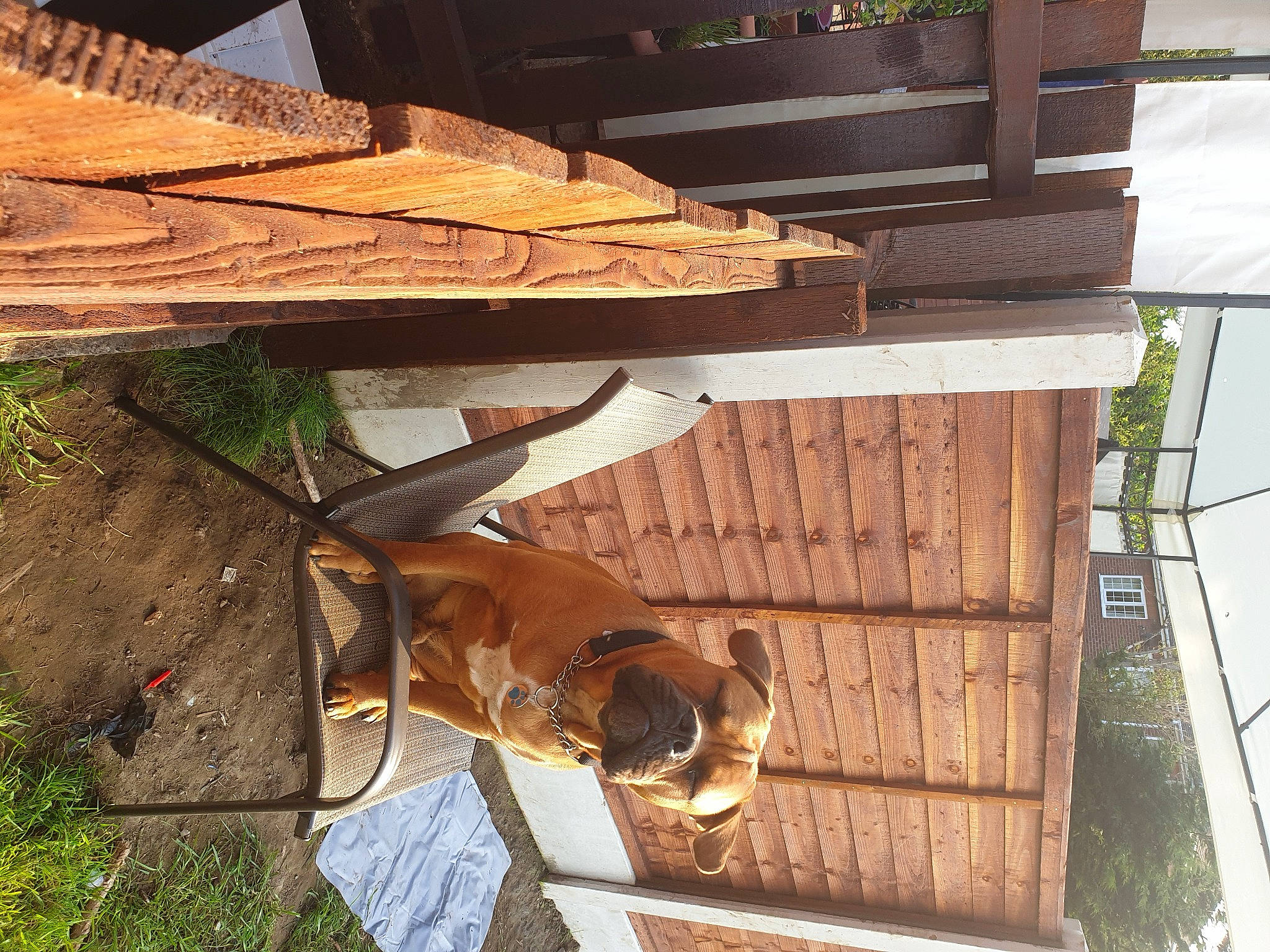 Buster is registered to the contest to win money with this photo: beam, building, carnivore, cottage, dog, fawn, hardwood, house, lumber, outdoor_furniture, plant, plywood, roof, shade, shed, siding, table, wood, wood_stain, working_animal