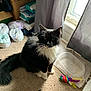 cat, black_and_white, fluffy, pet, indoor, carpet, toy, feathers, plastic_container, window, curtains, box, toilet_paper, yellow_eyes, sitting, animal, domestic, feline, household, natural_light