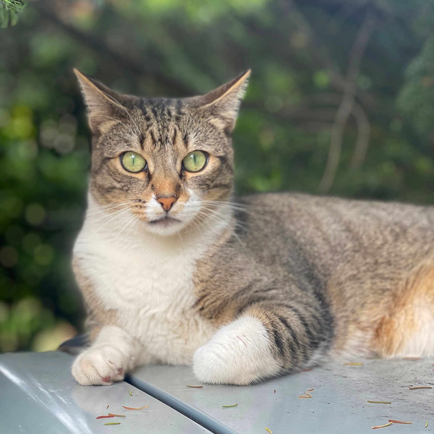Popcorn a rejoint le concours — aidez-le/la à gagner de superbes lots ! abyssinian, alloywheel, angora, animal, car, carwheel, cat, conifer, fir, grass, kitten, machine, manx, pet, plant, spoke, tire, transportation, tree, vegetation