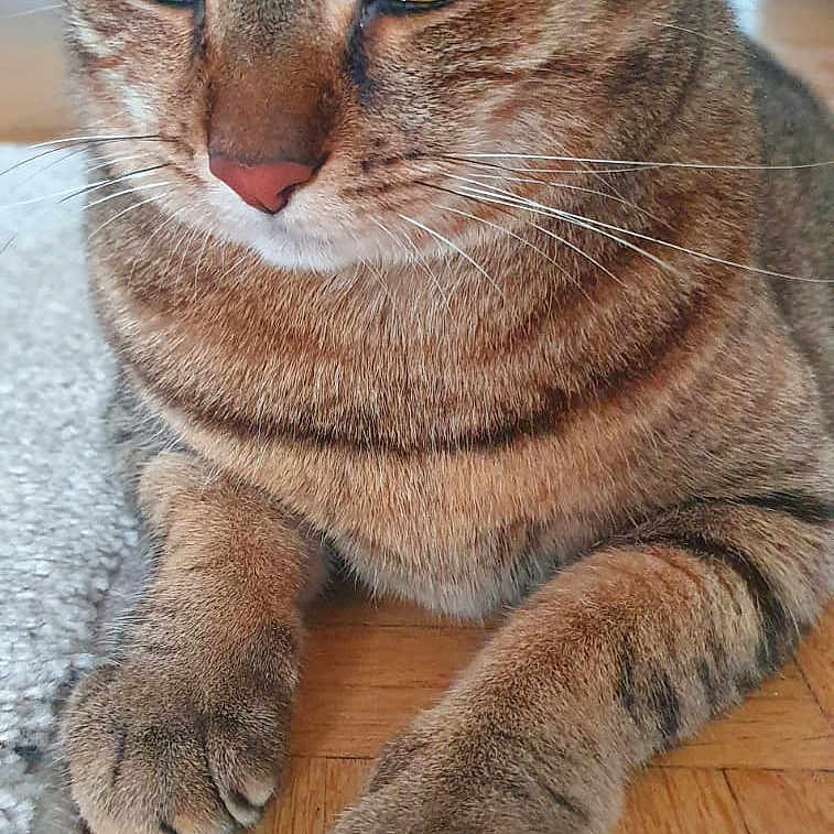 Jessie a rejoint le concours — aidez-le/la à gagner de superbes lots ! abyssinian, animal, cat, egyptiancat, hardwood, kitten, manx, pet, stainedwood, wood