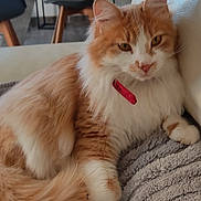 Simba a rejoint le concours — aidez-le/la à gagner de superbes lots ! cat, orange_cat, white_cat, fluffy_cat, pet, indoor, couch, blanket, furniture, relaxed, cozy, domestic_animal, table, chair, home, living_room, fur, resting, collar, comfortable