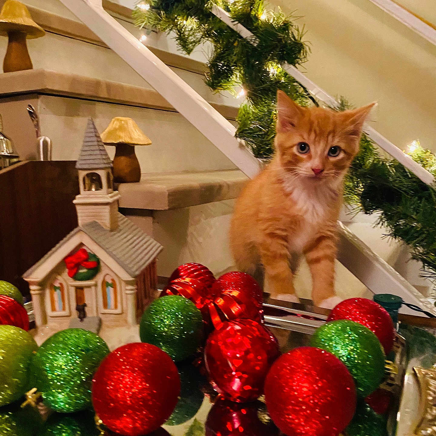 Bacon Boy joined the competition — help win amazing prizes! cat, christmas_lights, christmas_ornaments, curious, cute, decorations, festive, furniture, garland, holiday, holiday_decor, indoor, kitten, miniature_church, orange_cat, pet, reflection, staircase, table, warm_lighting